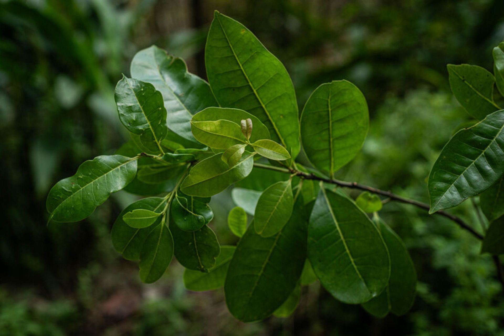 Nearly extinct Pernambuco holly tree found thriving in urban Brazil after two centuries 